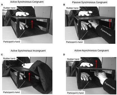 The Moving Rubber Hand Illusion Reveals that Explicit Sense of Agency for Tapping Movements Is Preserved in Functional Movement Disorders